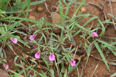 Hybanthus enneaspermus